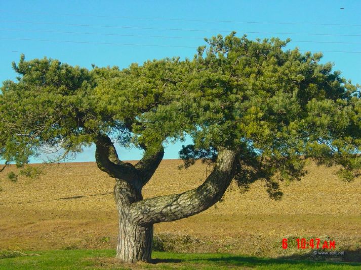 A pine that grew like a bonsai!