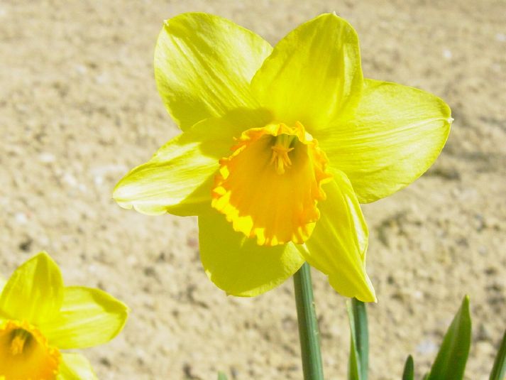 The first daffodils in spring.