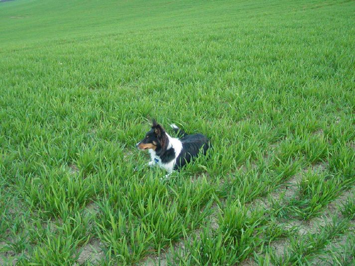 Sebastian as a puppy in the winter wheat in Gascony.