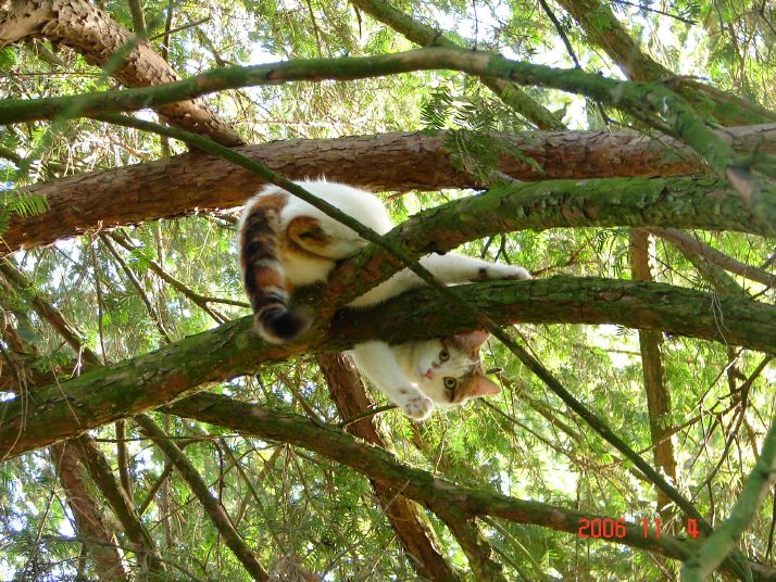 Penelope learns to climb trees... she's not too sure of how to get down, though.