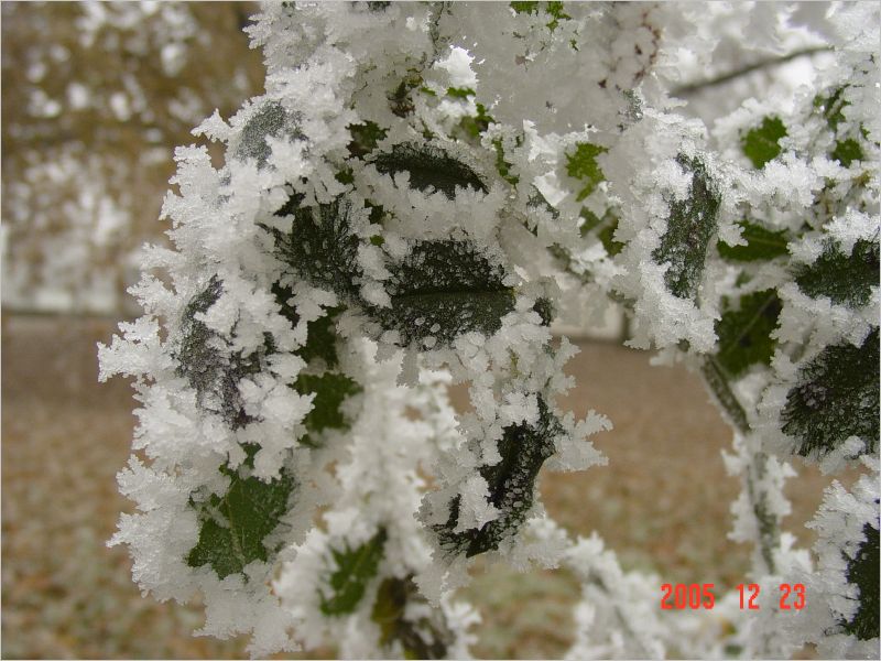 Icy lace on the shrubbery.