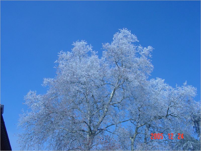 A tree of icy lacework.